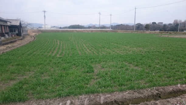 ①前回（2月21日）の圃場風景