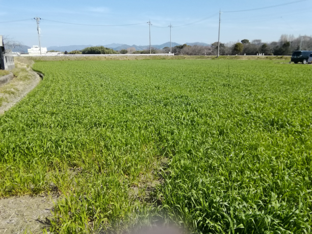 ①前回（3月18日）の圃場風景