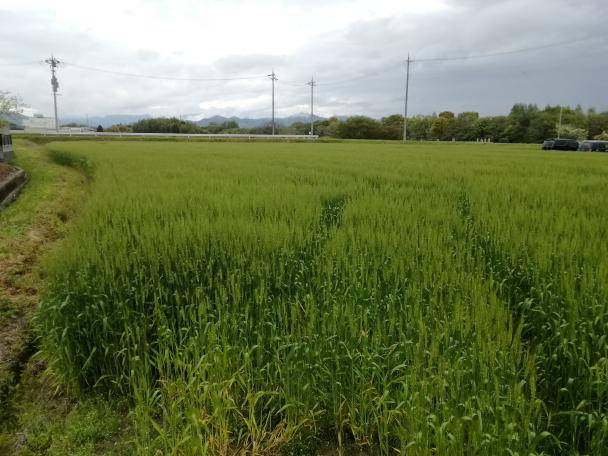 ②今回（4月25日）の圃場風景