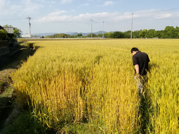 ②今回（5月22日）の圃場風景