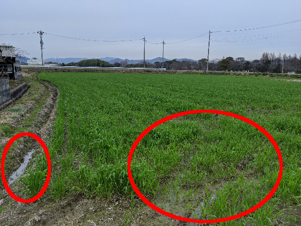 ②今回（3月9日）の圃場風景