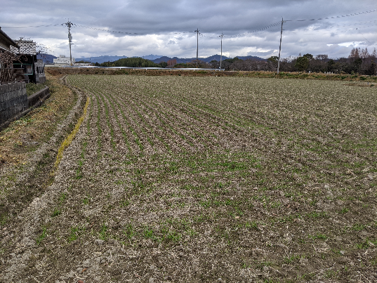 ①前回（12月24日）の圃場風景