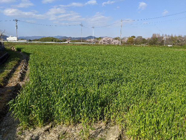 ①前回（4月6日）